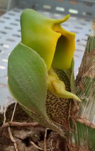 Catasetum macrocarpum