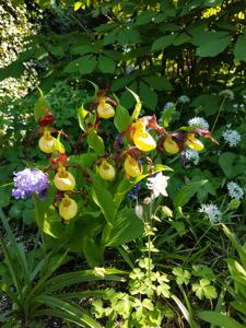 Cypripedium calceolus