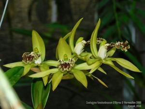 Coelogyne fonstenebrarum