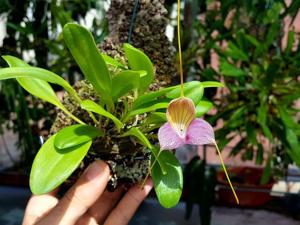 Masdevallia caudata