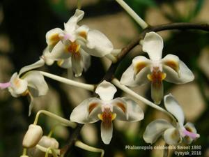 Phalaenopsis celebensis