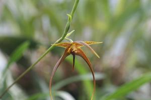 Bulbophyllum novaciae