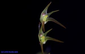 Anathallis dryadum