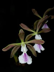 Encyclia pyriformis