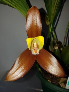 Lycaste lasioglossa