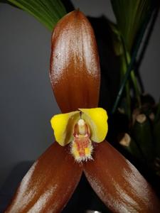 Lycaste lasioglossa