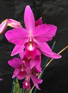 Laelia anceps