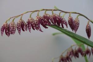 Pleurothallis restrepioides