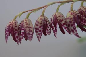 Pleurothallis restrepioides