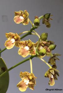 Dendrobium bifalce