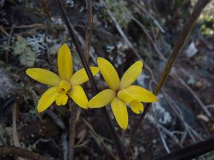 Hoffmannseggella cruziana