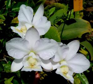 Cattleya nobilior