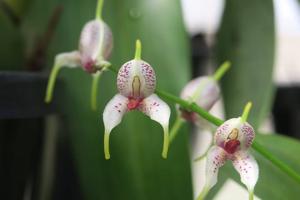 Masdevallia polysticta