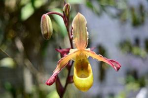 Phragmipedium sargentianum