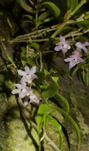 Dendrobium aduncum