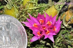 Dendrobium petiolatum