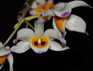 Dendrobium wardianum