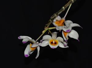 Dendrobium wardianum