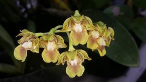 Dendrobium bifalce