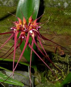 Bulbophyllum gracillimum