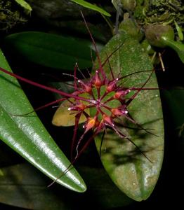 Bulbophyllum gracillimum