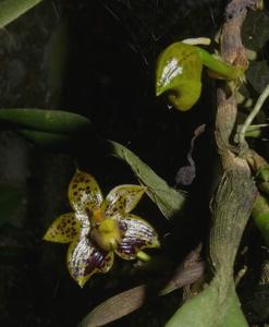 Bulbophyllum cornutum