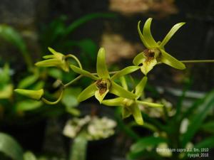 Dendrobium capra