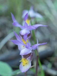 Calypso bulbosa var. americana