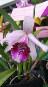 Cattleya bicalhoi