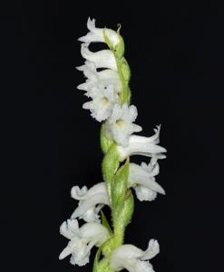 Spiranthes ochroleuca