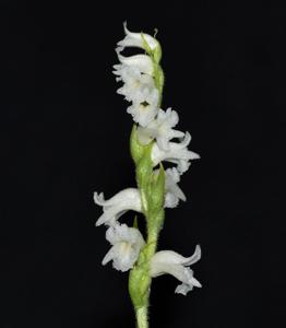 Spiranthes ochroleuca