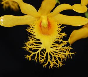 Dendrobium brymerianum