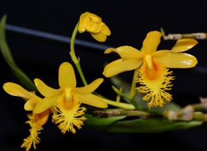 Dendrobium brymerianum