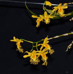 Dendrobium brymerianum