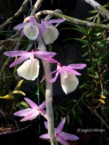 Dendrobium polyanthum