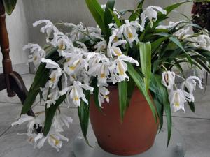 Coelogyne cristata