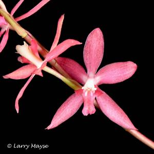 Oncidium roseoides