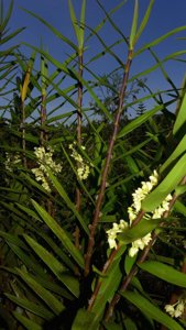 Dendrobium pleianthum