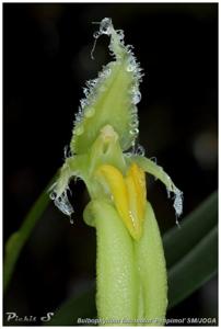 Bulbophyllum fascinator
