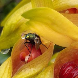 Bulbophyllum graveolens