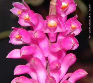 Dendrobium secundum