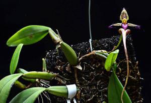 Bulbophyllum appendiculatum