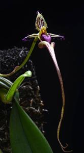 Bulbophyllum appendiculatum