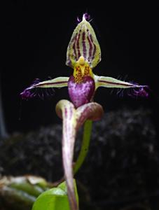 Bulbophyllum appendiculatum