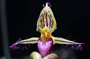 Bulbophyllum appendiculatum