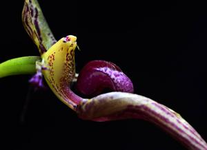 Bulbophyllum appendiculatum