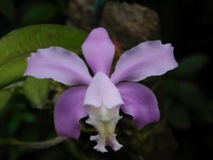 Cattleya kerrii