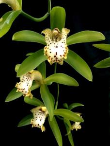 Cymbidium hookerianum