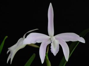 Cattleya perrinii