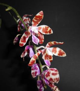 Phalaenopsis mariae